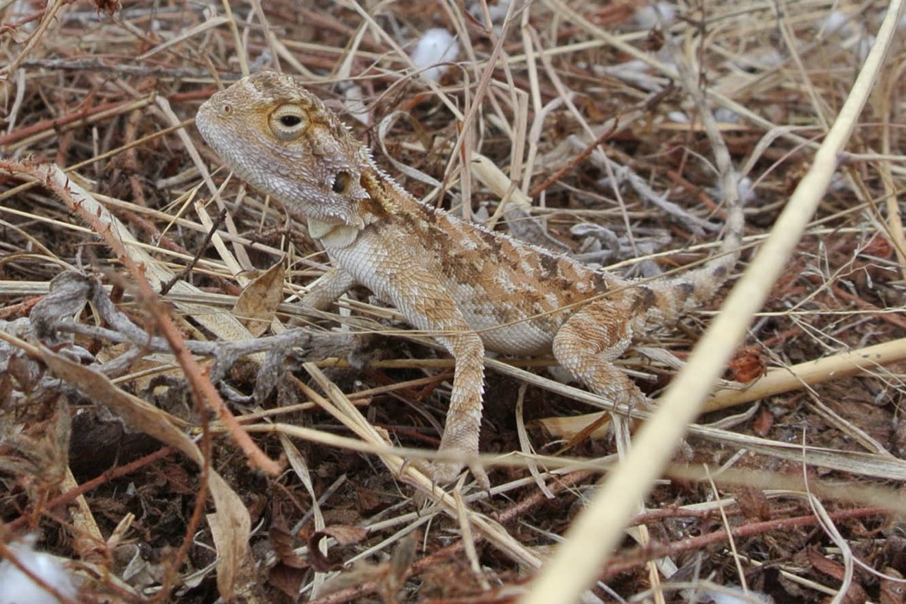 Kambaku-Gecko