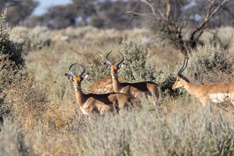 Impala Herde in Namibias Savanne