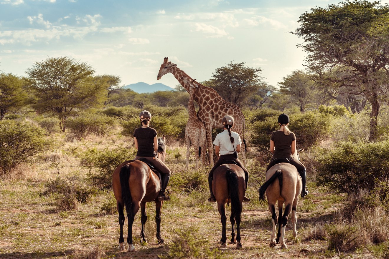 Kambaku-Riding6-giraffes