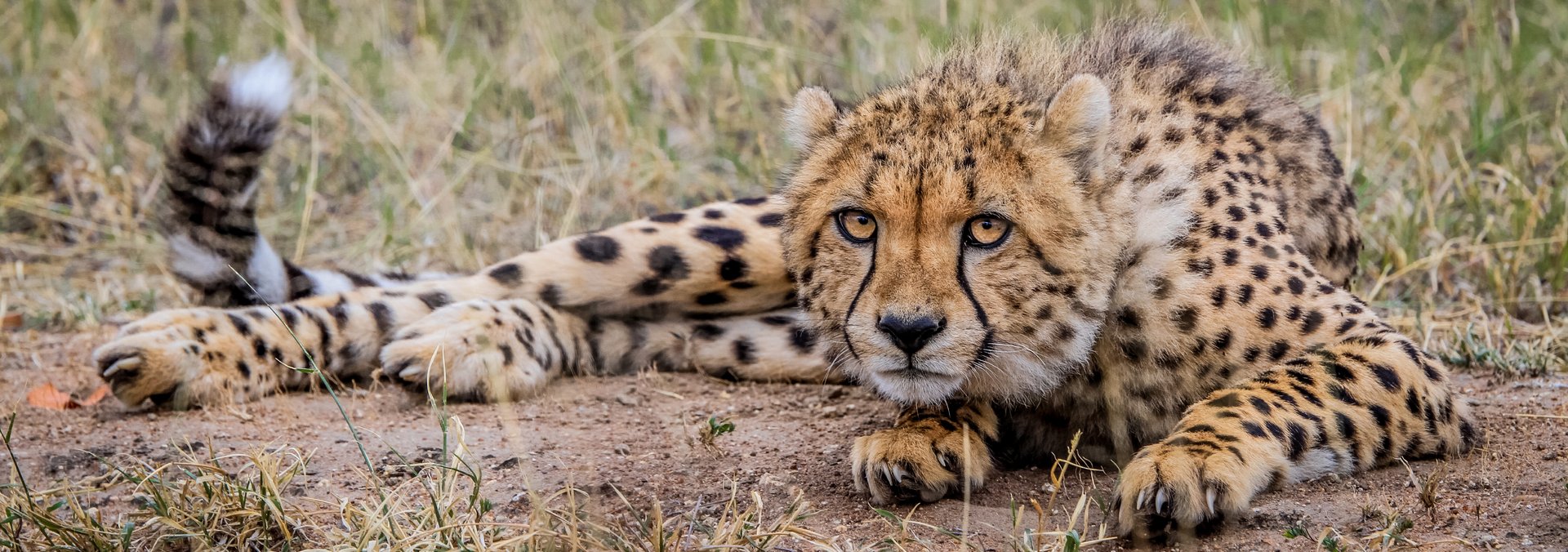 Header-Blog-Gepard-Cheetah