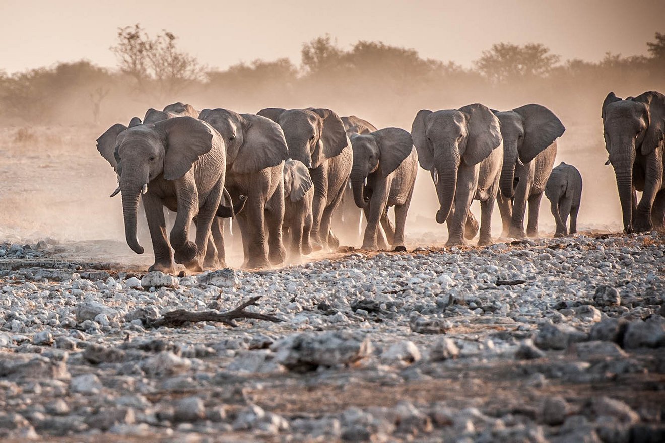 Kambaku-Tours-Etosha11