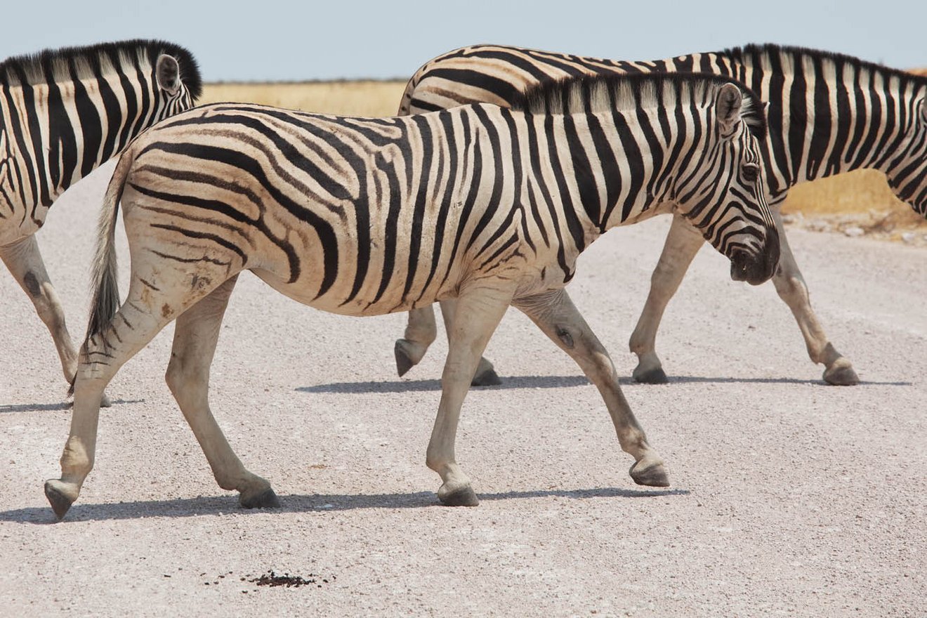 Kambaku-Tours-Etosha12