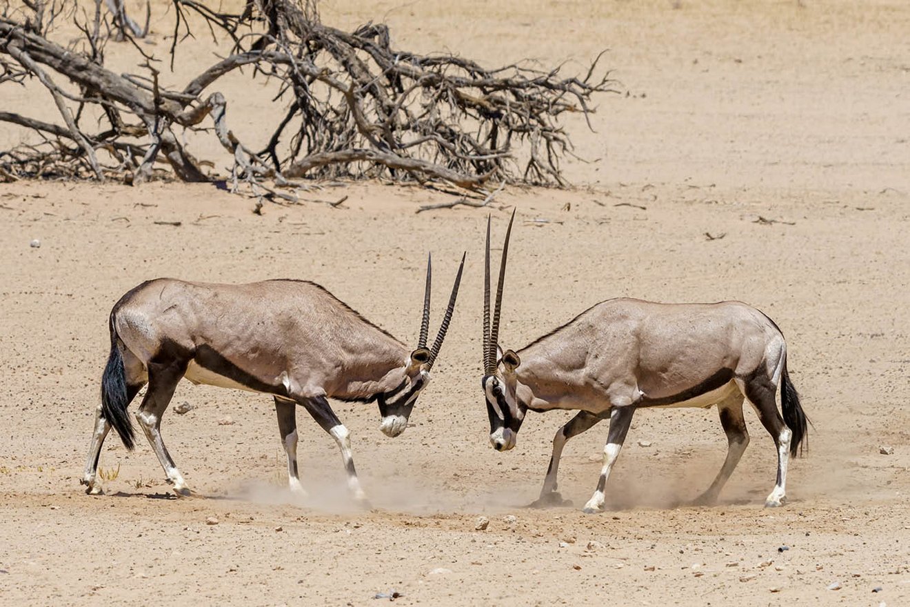 Kambaku-Tours-Namib7