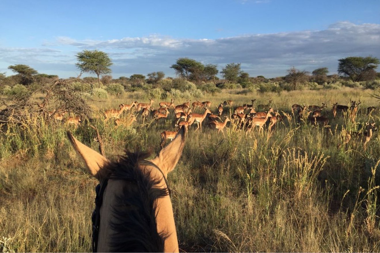 Pferdesafari in Namibia