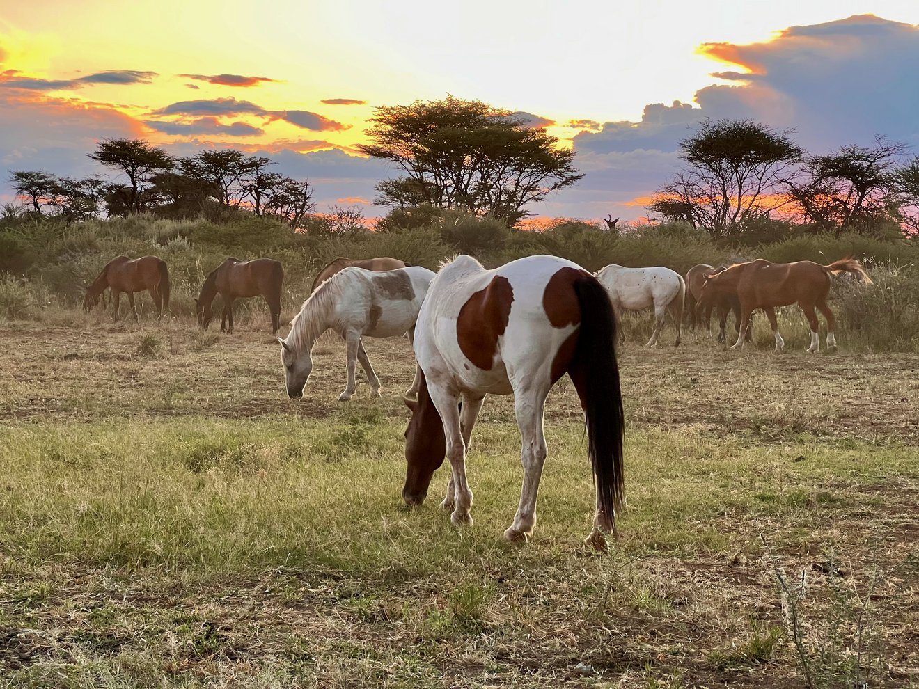 Reiten___Yoga_Namibia_2_63