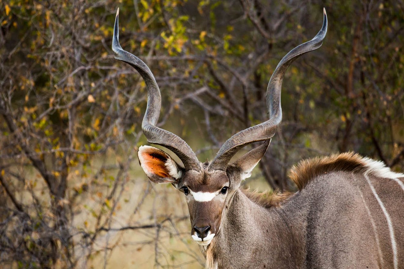Kambaku-Kudu