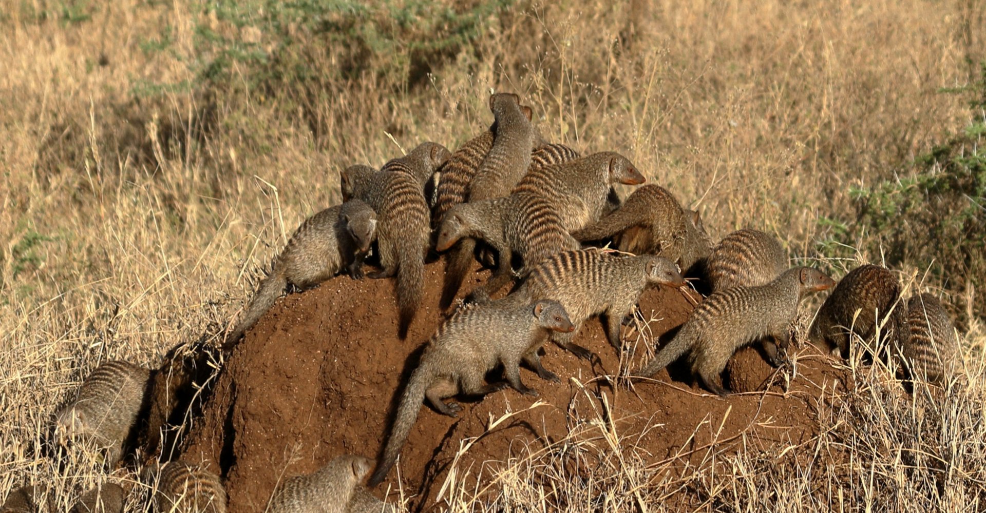 Header-Kambaku-Safari-Blog-Zebramanguste