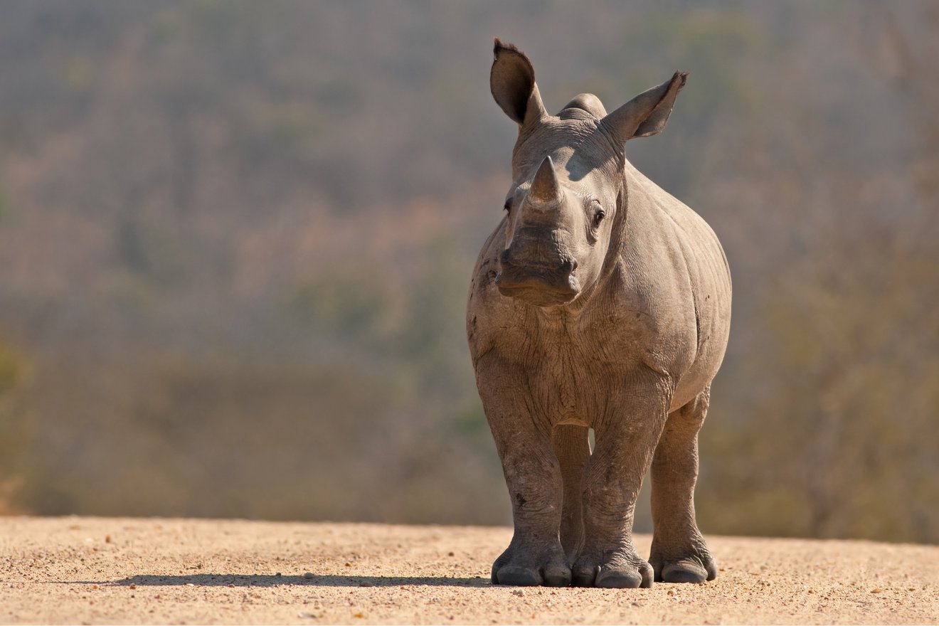 Kambaku-Wildlife-Nashorn