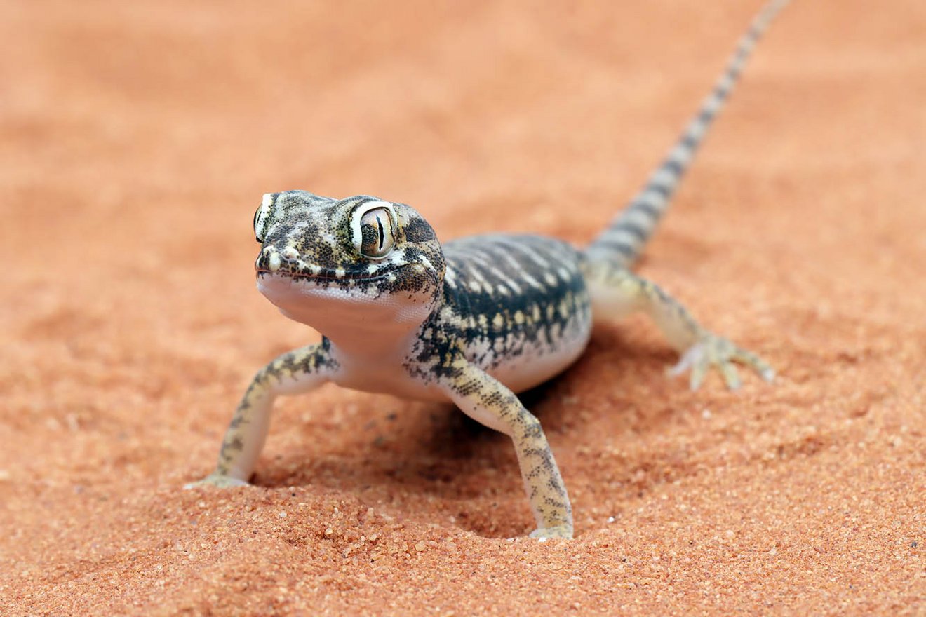 Kambaku-Tours-Namib6