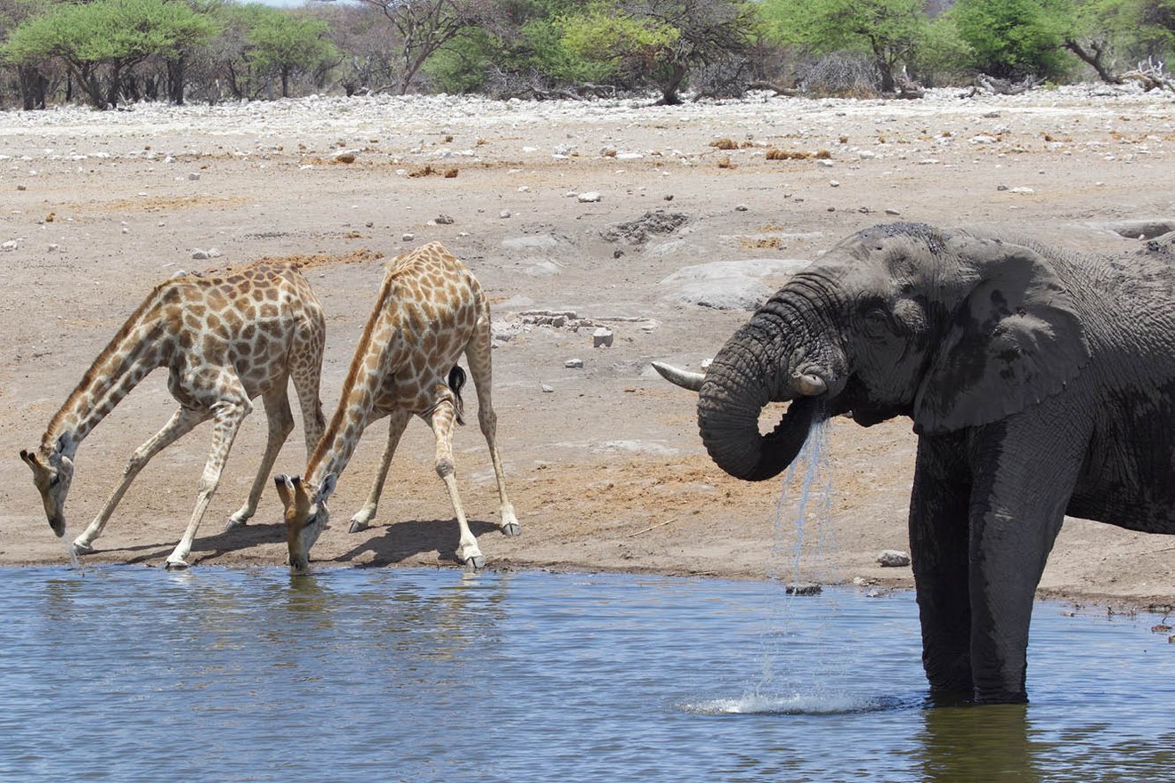 Kambaku-Tours-Etosha10