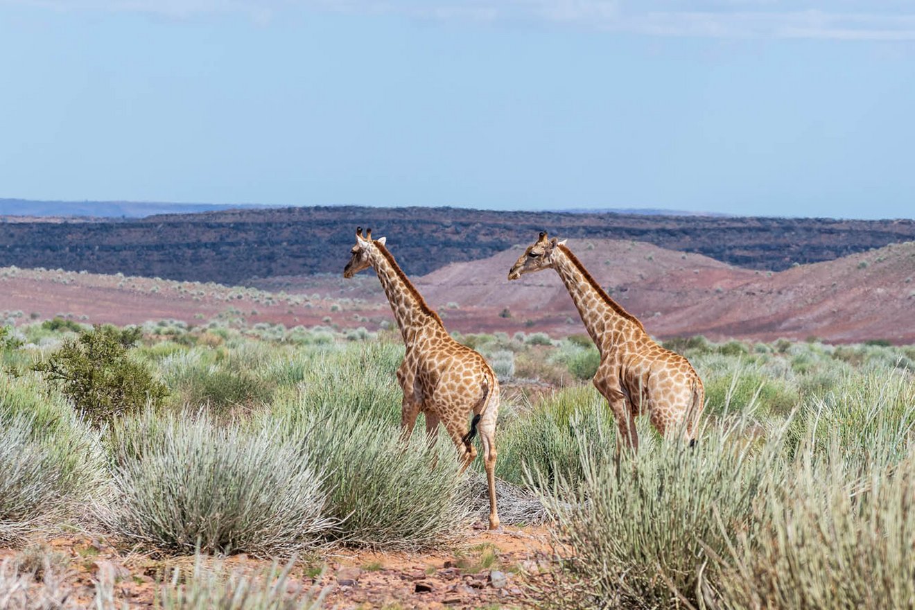 Kambaku-Damaraland-2