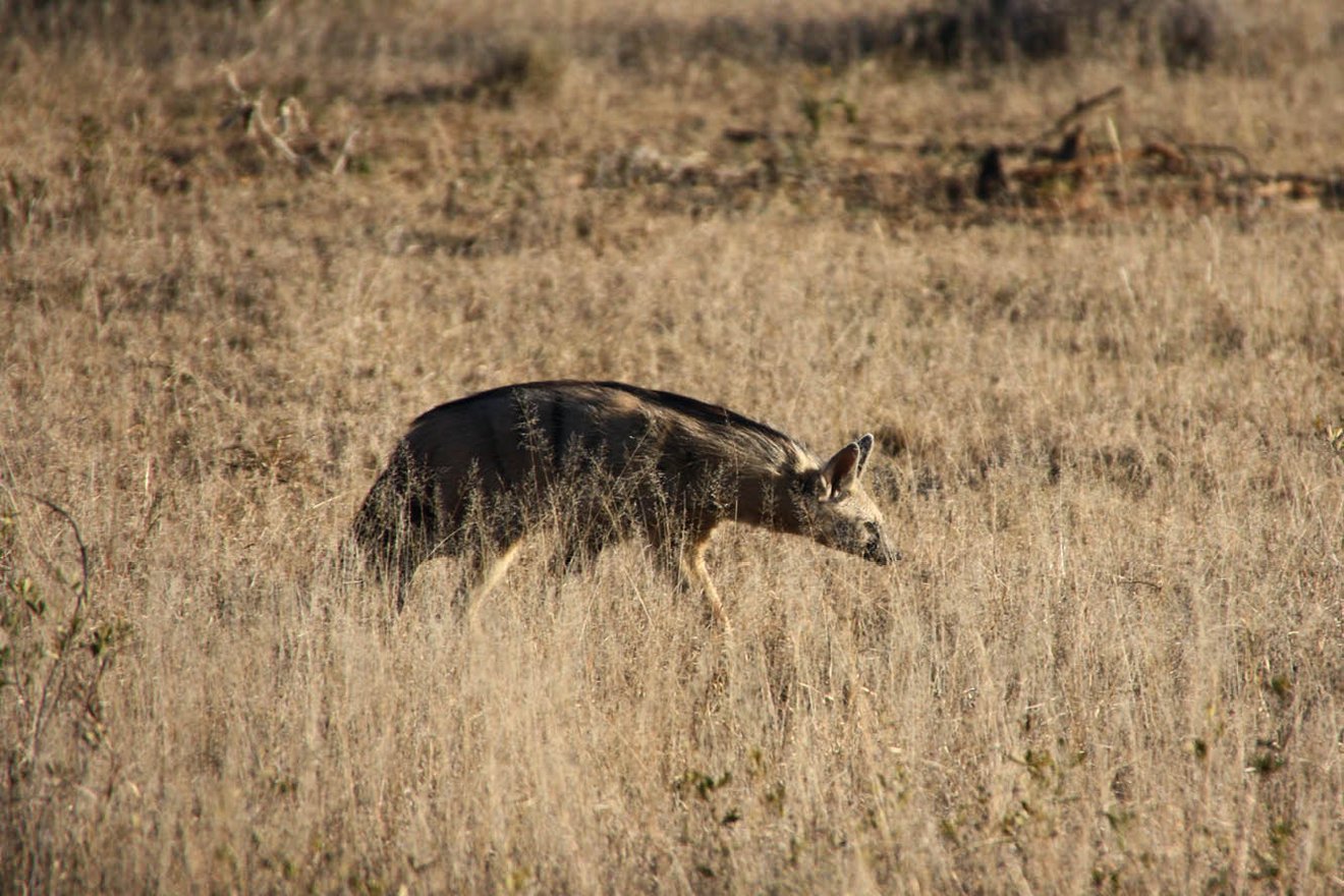 Kambaku-Wildlife-7