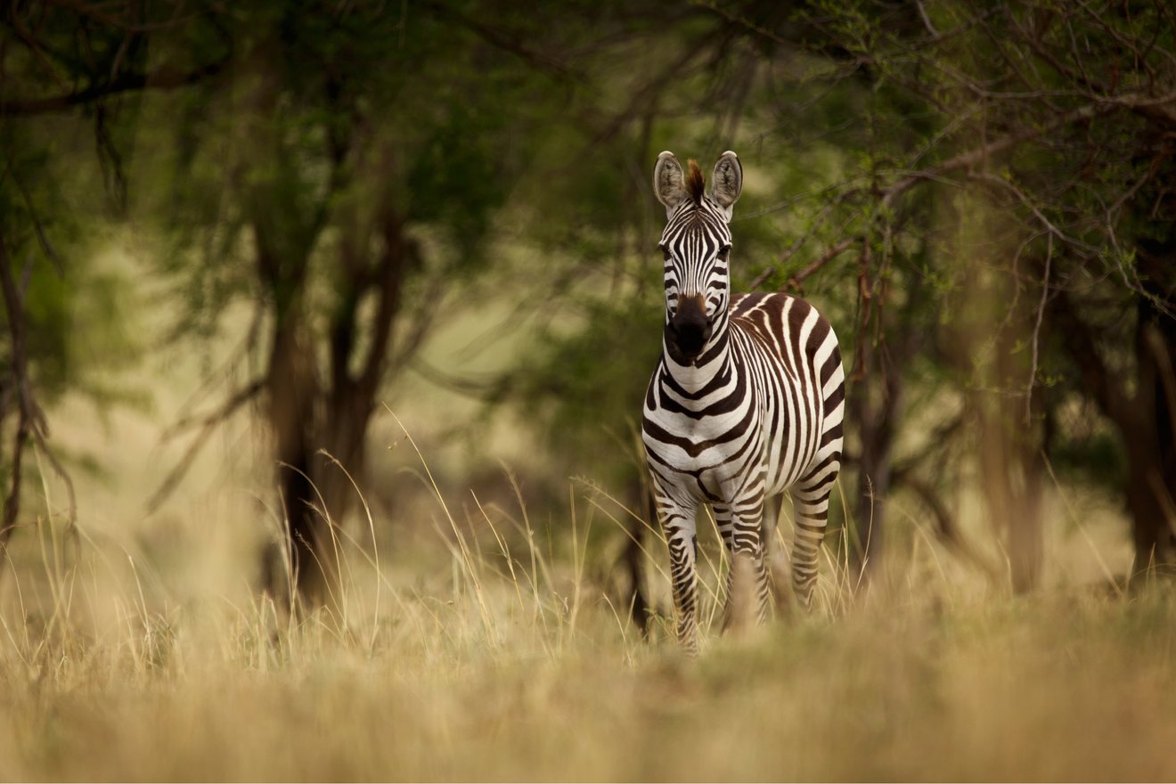 Steppenzebra-Blog3