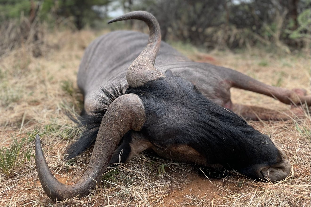 Kambaku-Jagdreise-Namibia-trophaeen-jagd