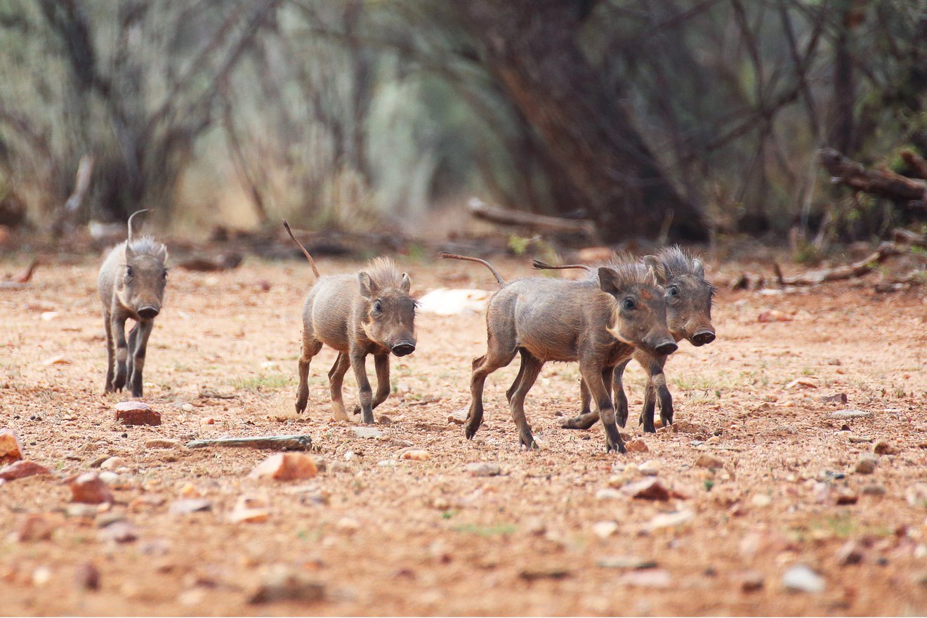 Warzenschweine in Afrika