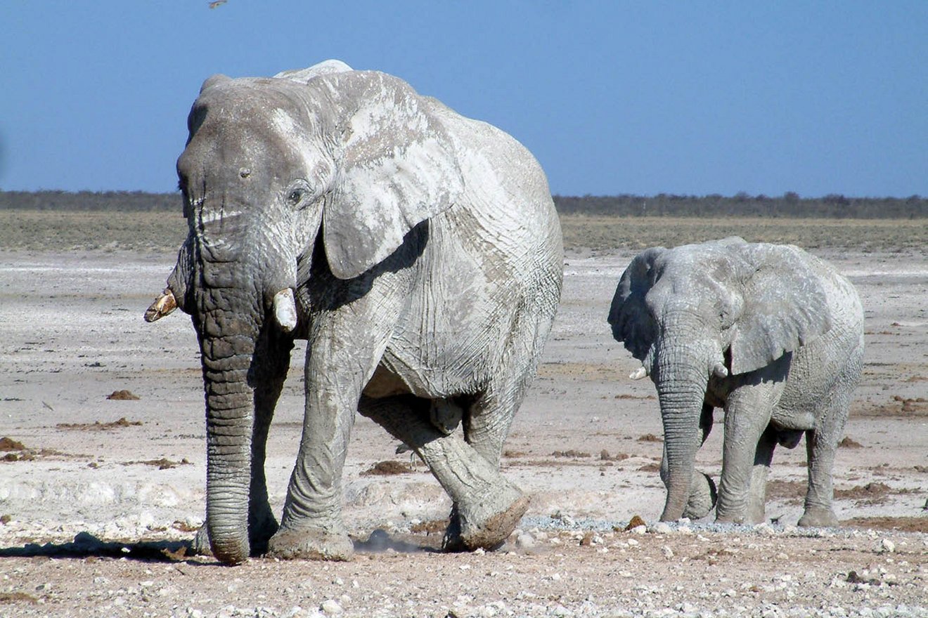 Kambaku-Tours-Etosha6