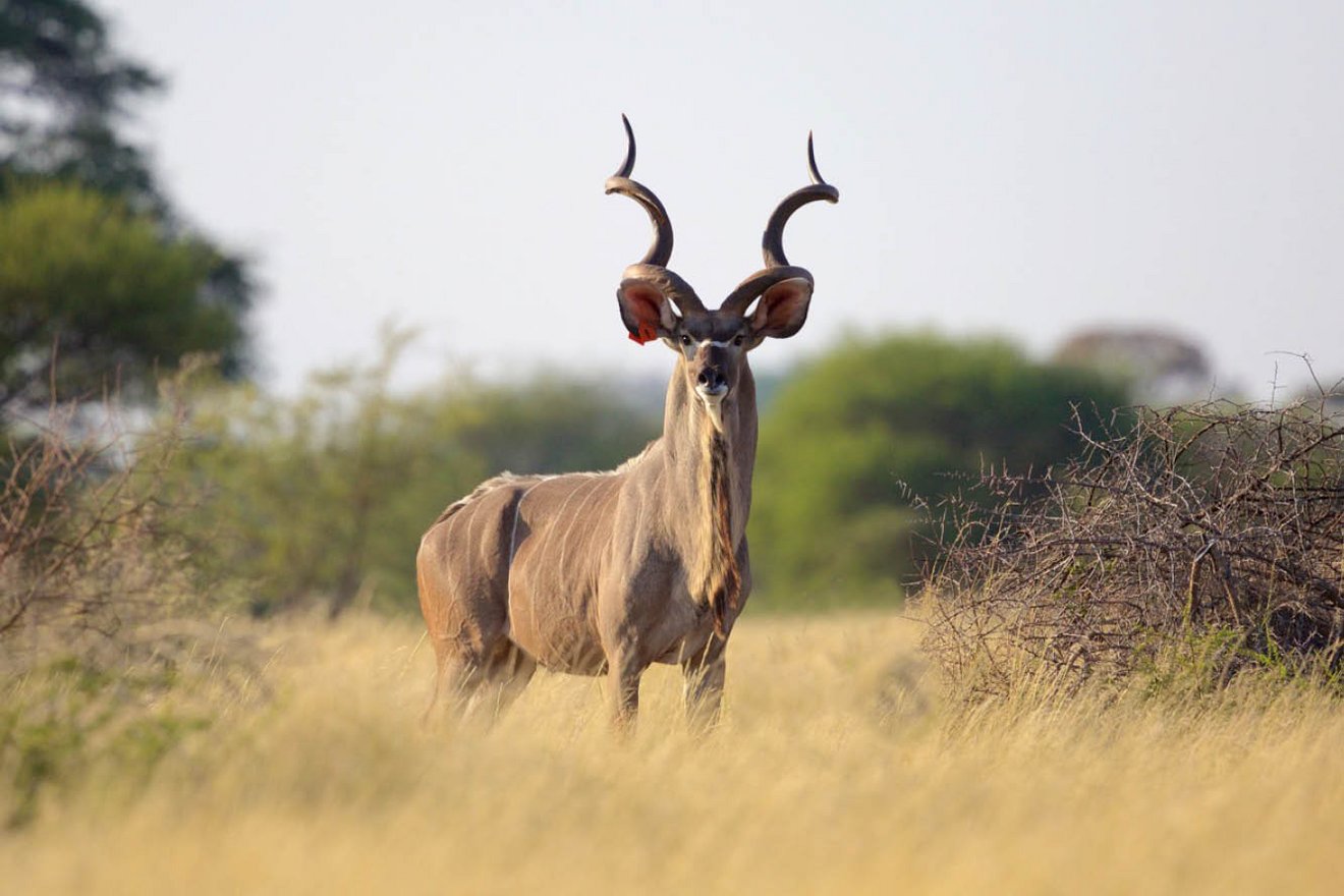 Kambaku-Wildlife-Kudu