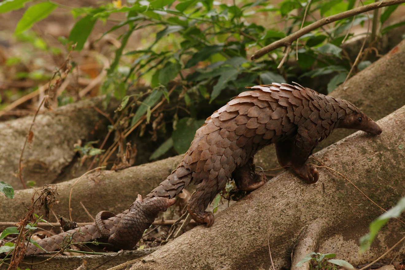 Content-Teaser-Tierwelt-Pangolin