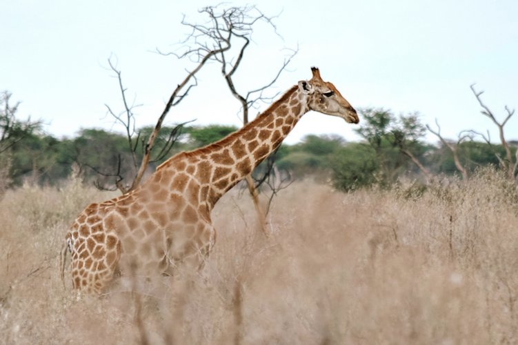 namibia-trockenzeit2