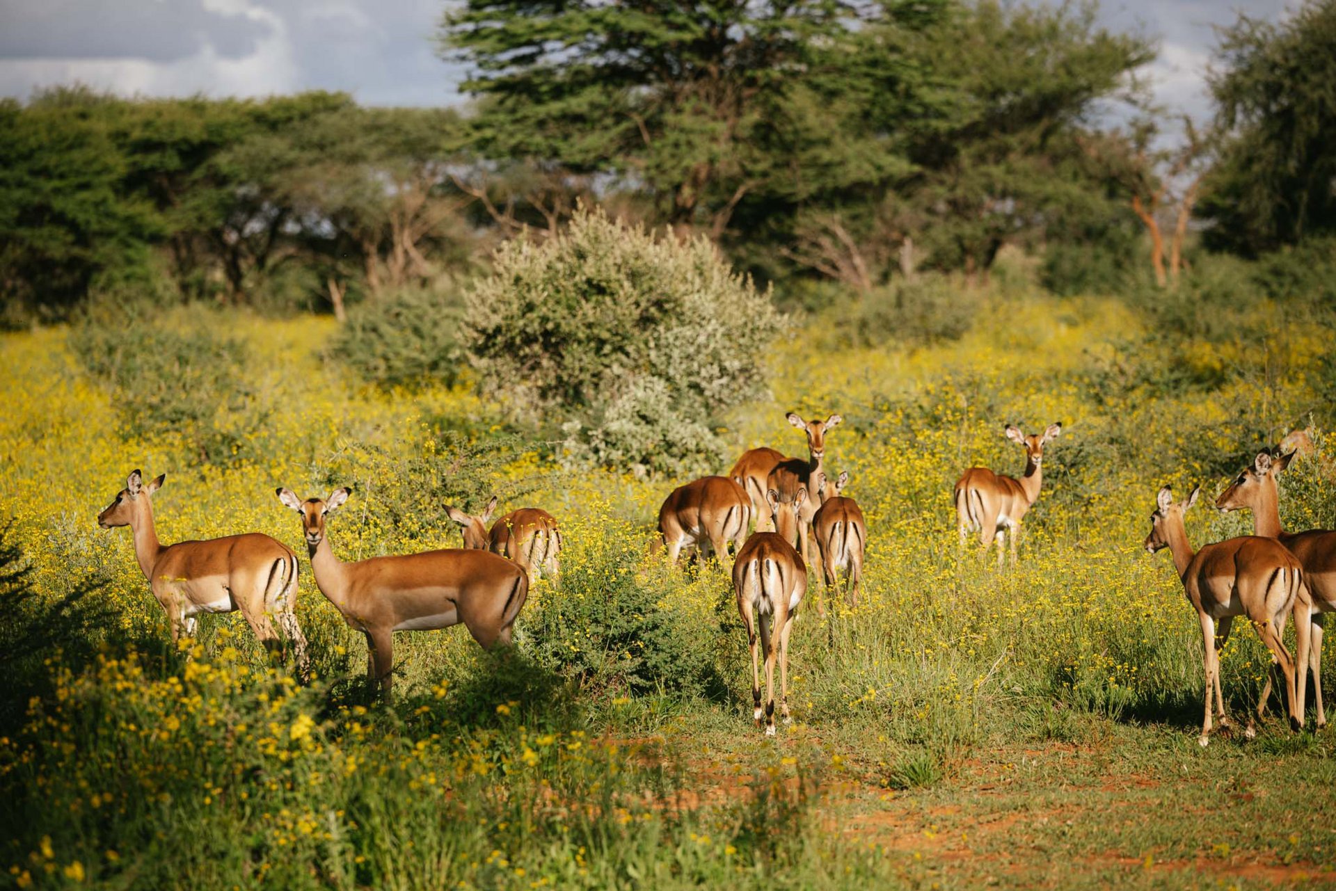 Head-Image-Impalas