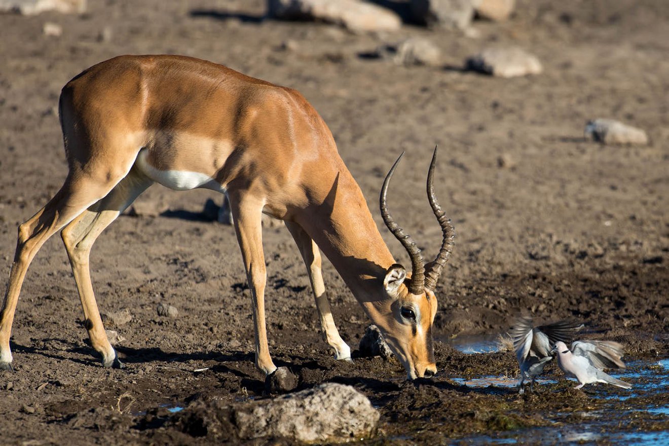 Kambaku-Tours-Etosha7