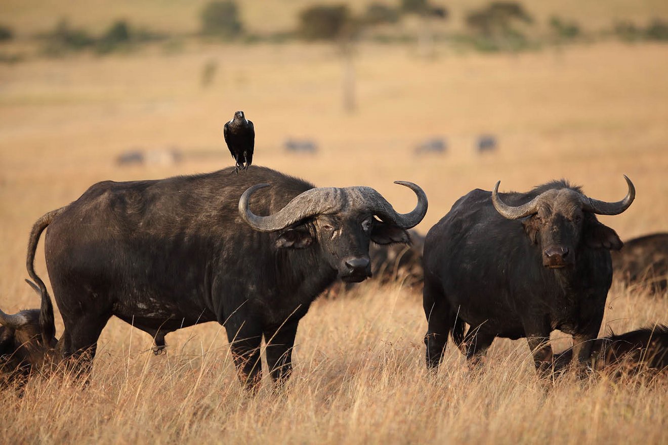 Kambaku-Tours-Caprivi7