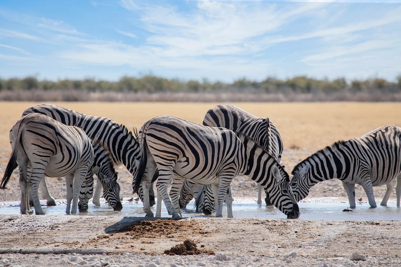 Kambaku-Tours-Etosha13