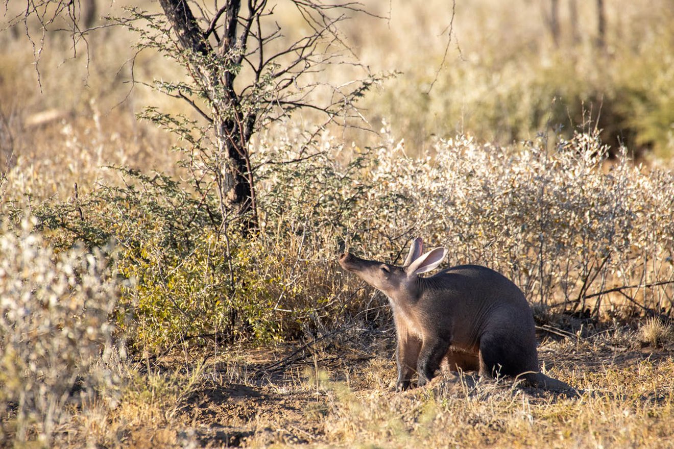 Kambaku-Wildlife-8