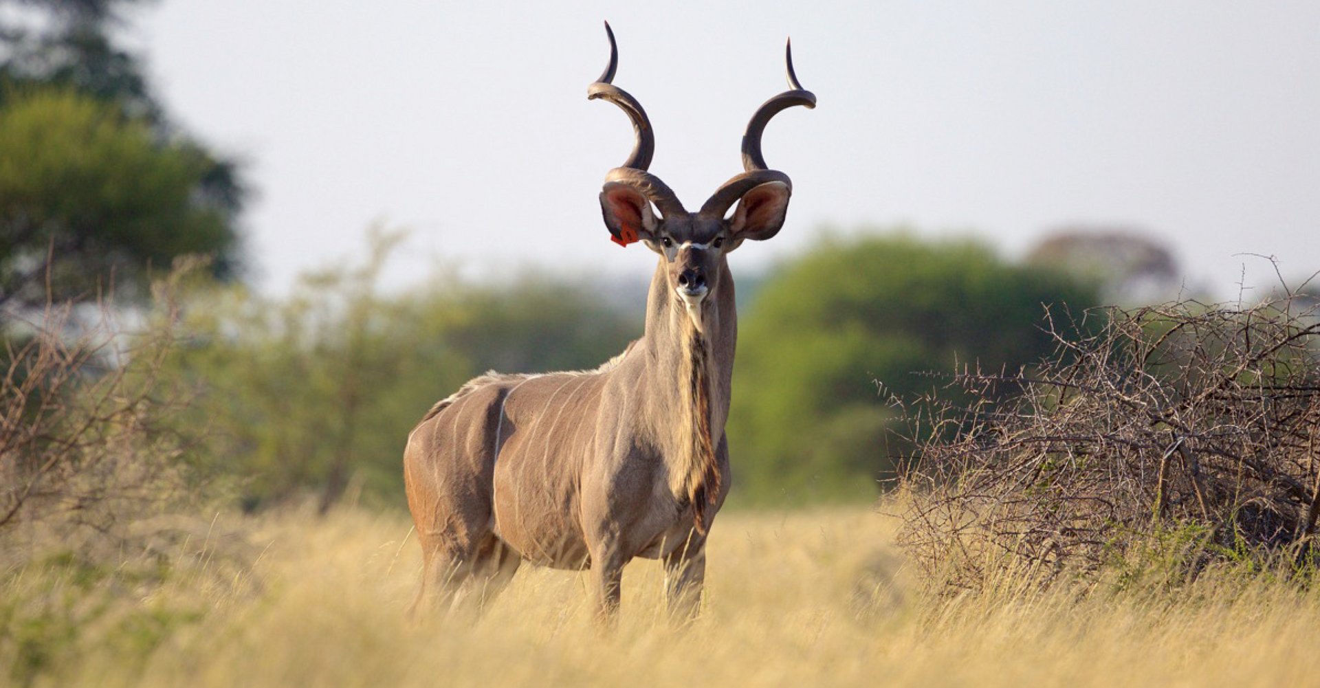 Kambaku-Kudu