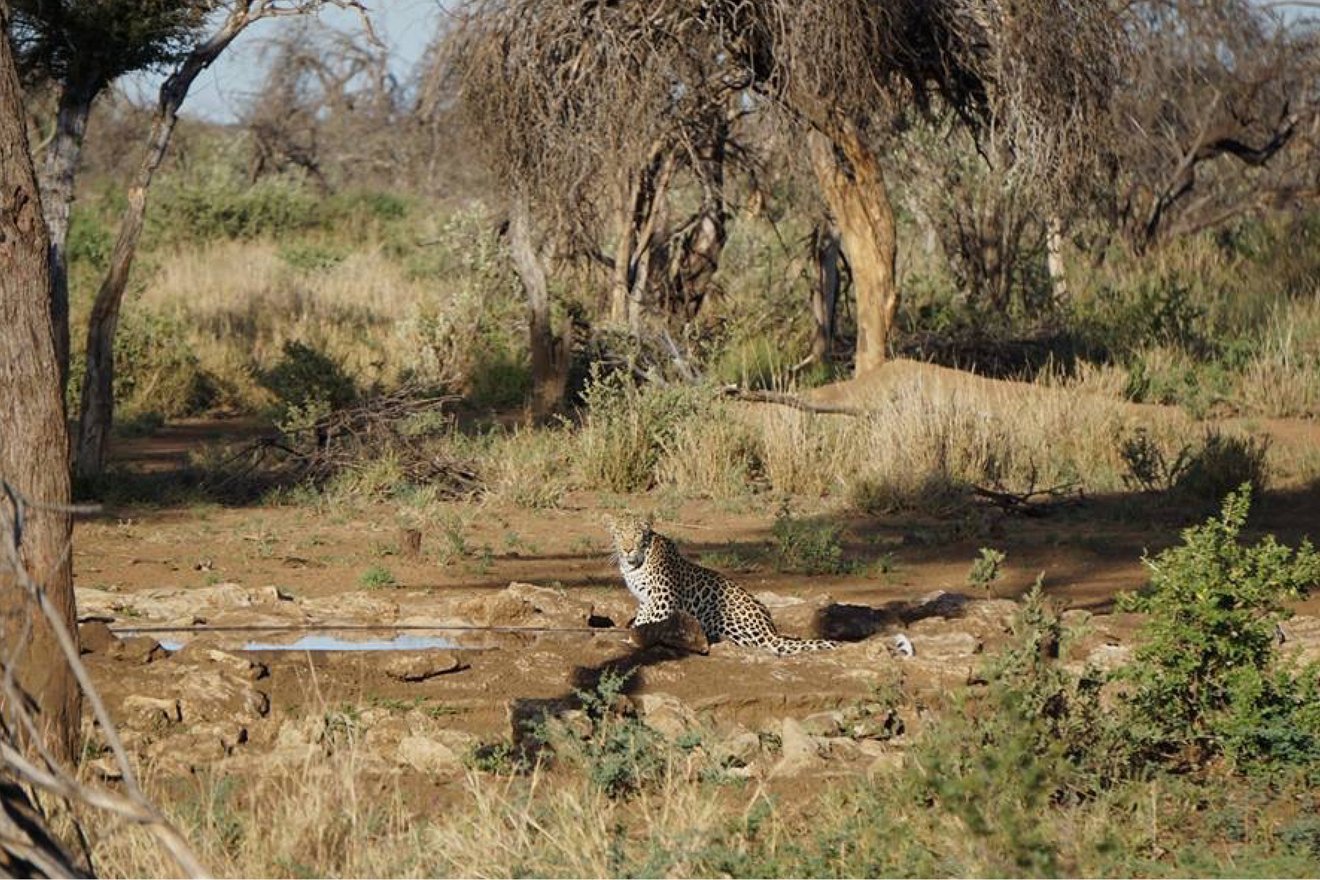 Wildbeobachtung auf Safari