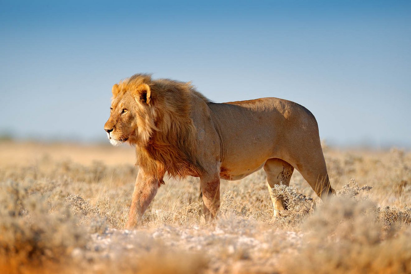 Kambaku-Tours-Etosha2