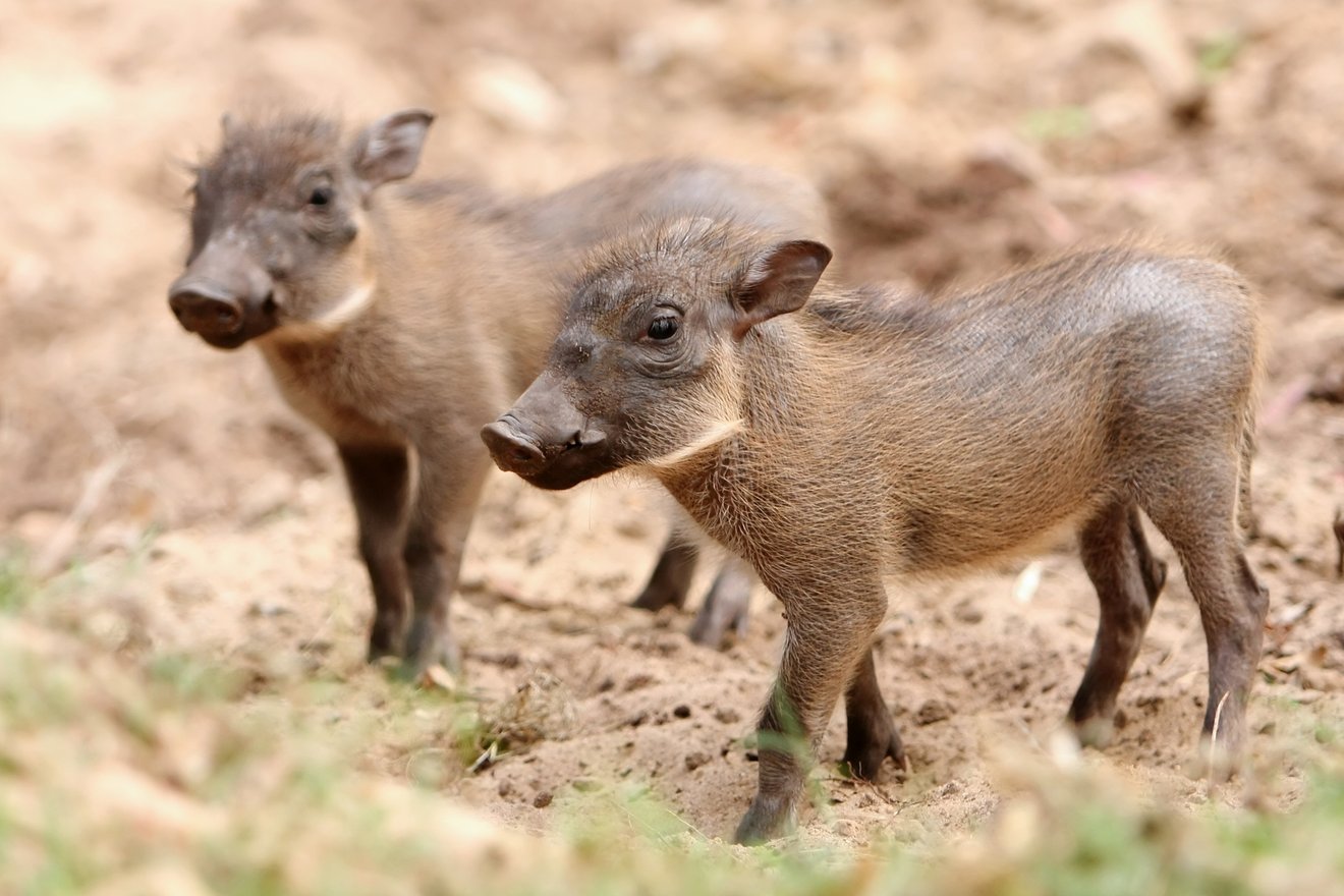 Content-Teaser-Tierwelt-Warzenschwein