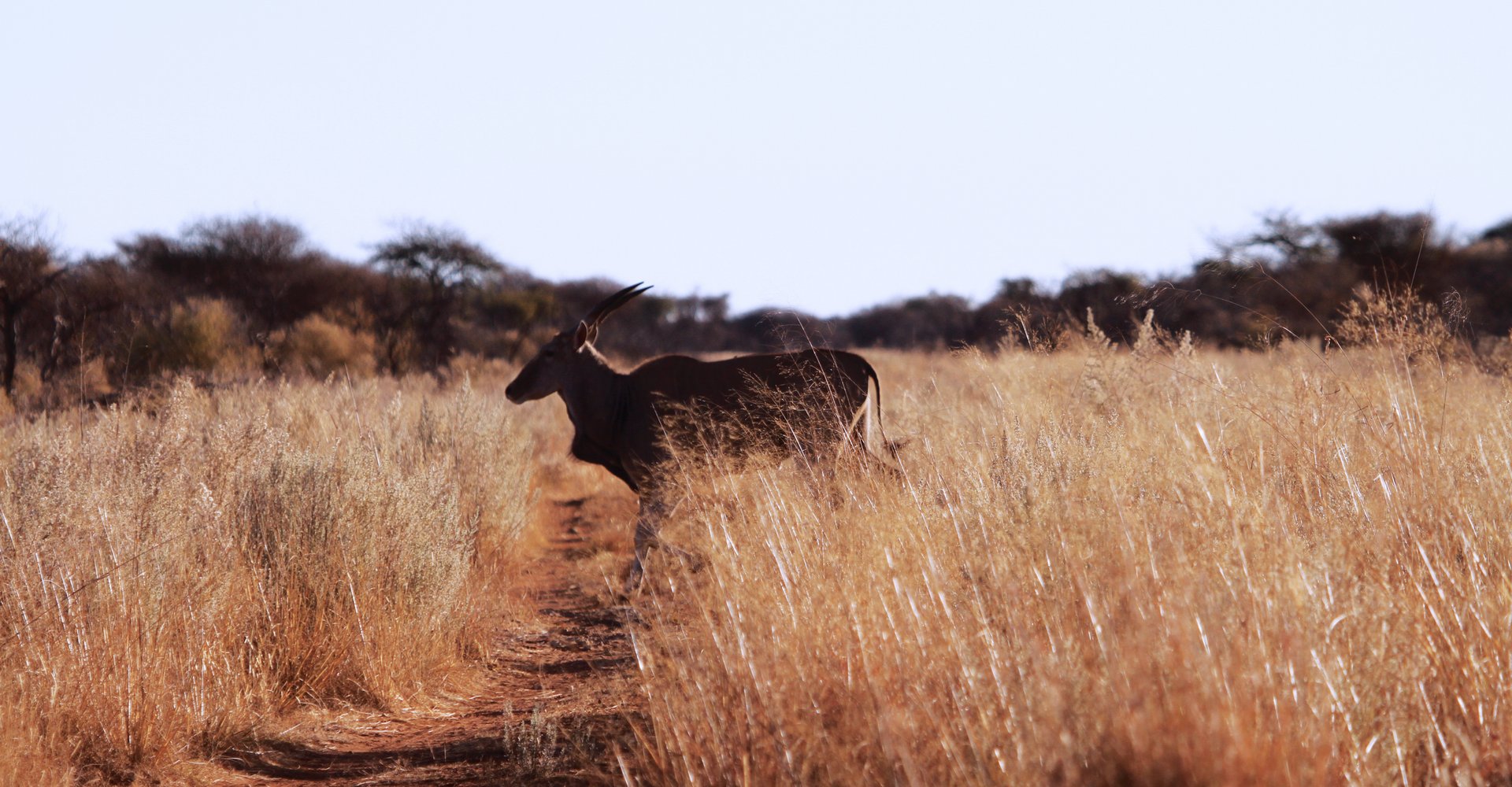 Eland-Header