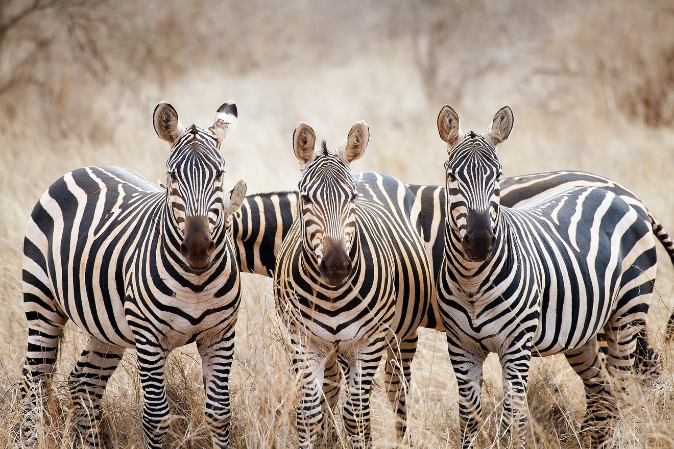 Content-Teaser-Tierwelt-Zebras