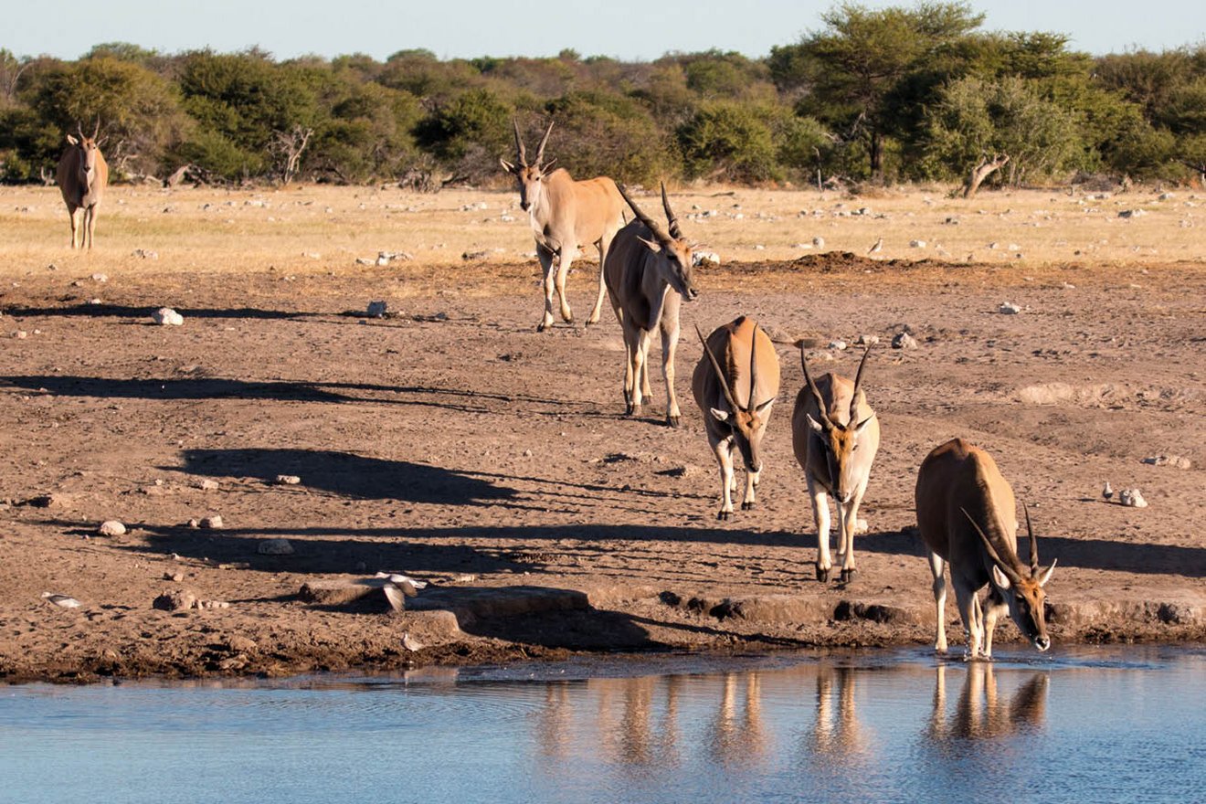 Kambaku-Tours-Etosha9