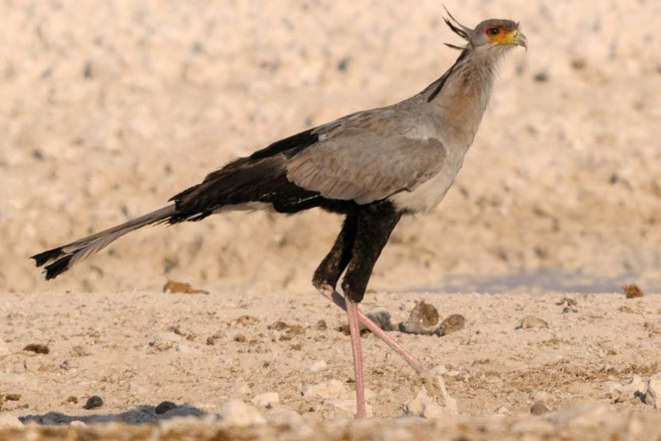 Kambaku-Wildlife-14