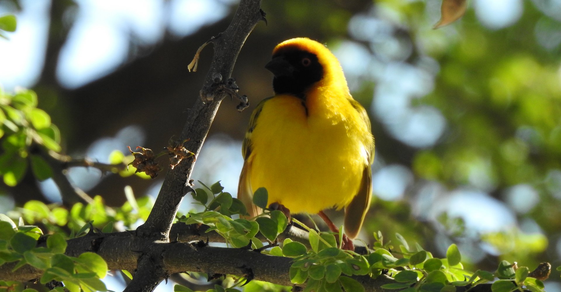 Mas-weaver-header