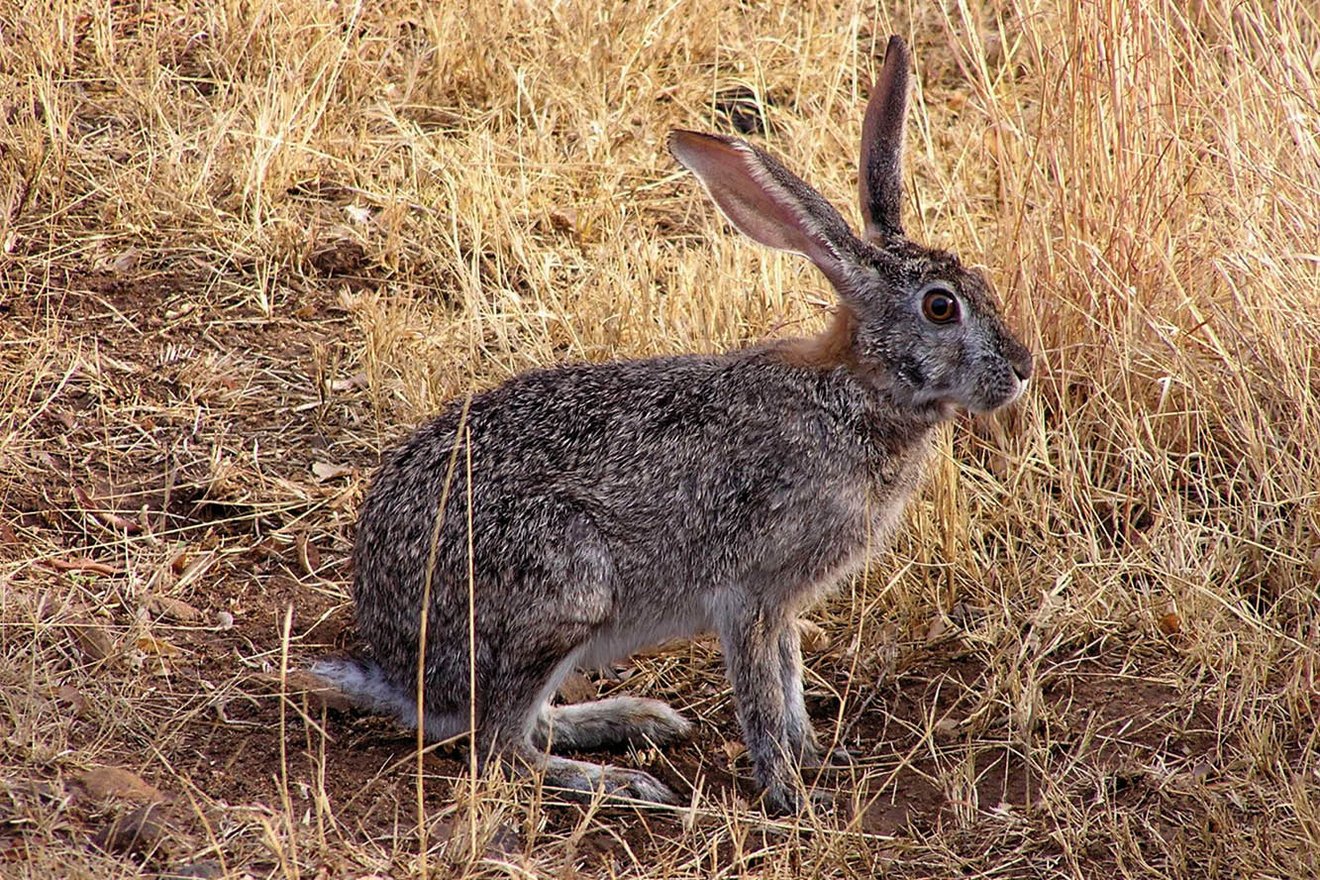 Kambaku-Hase