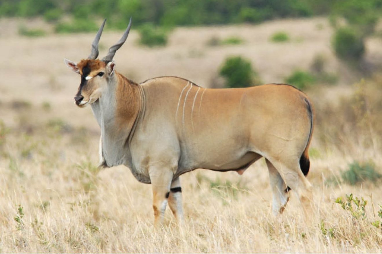 Kambaku-Wildlife-eland