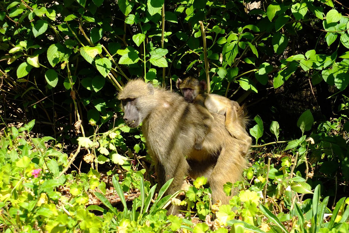 Kambaku-Tours-Caprivi5