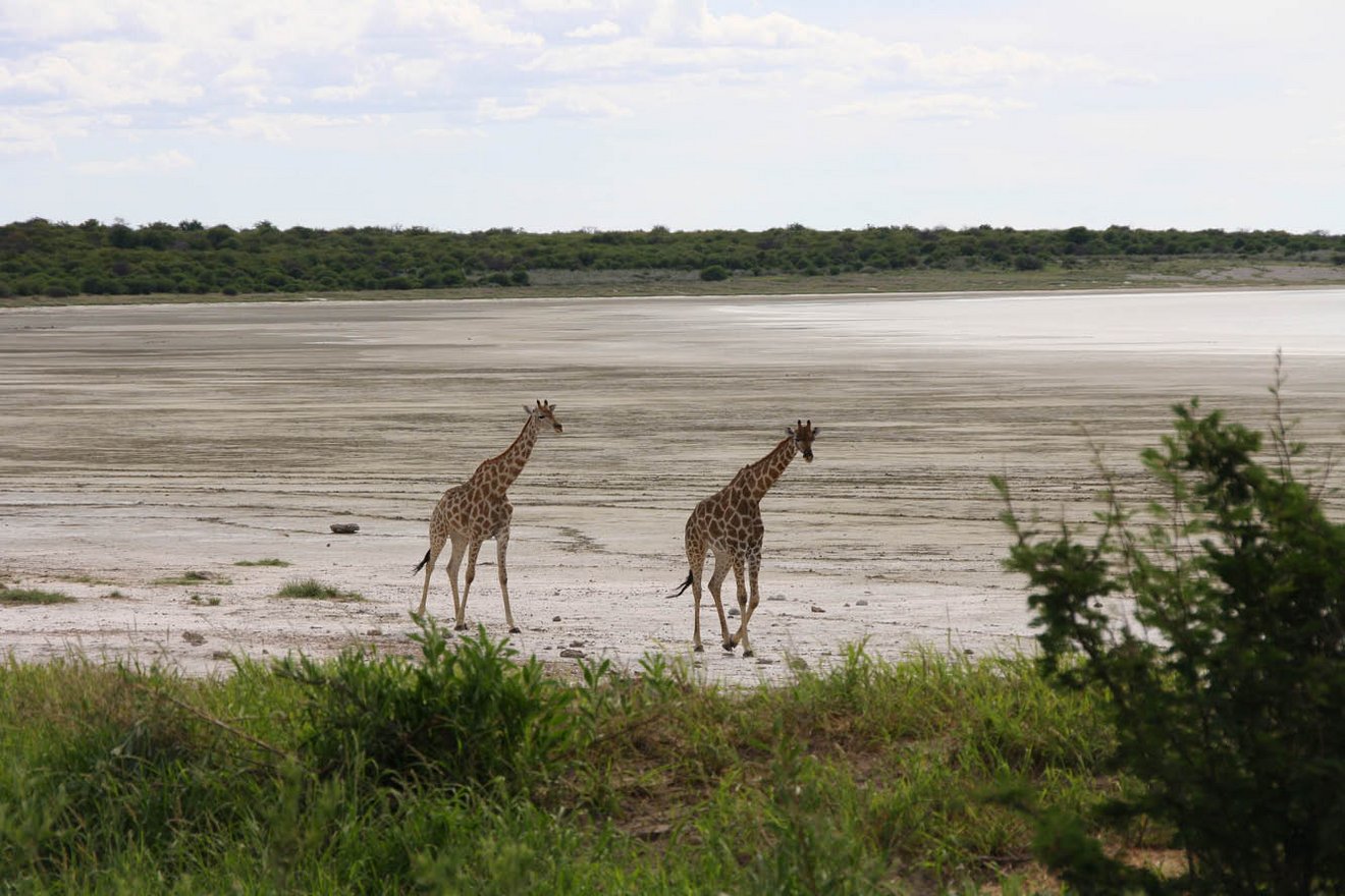 Kambaku-Tours-Etosha8