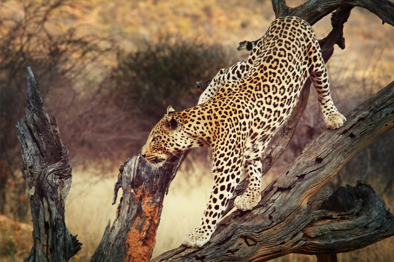 Leopard-tree