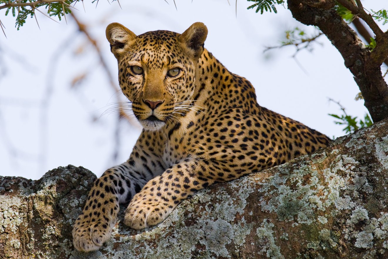 Leopard3