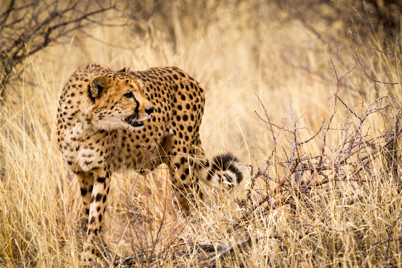 Kambaku-Blog-Gepard-Cheetah