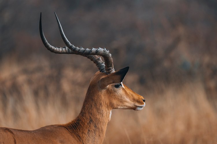 Antelope