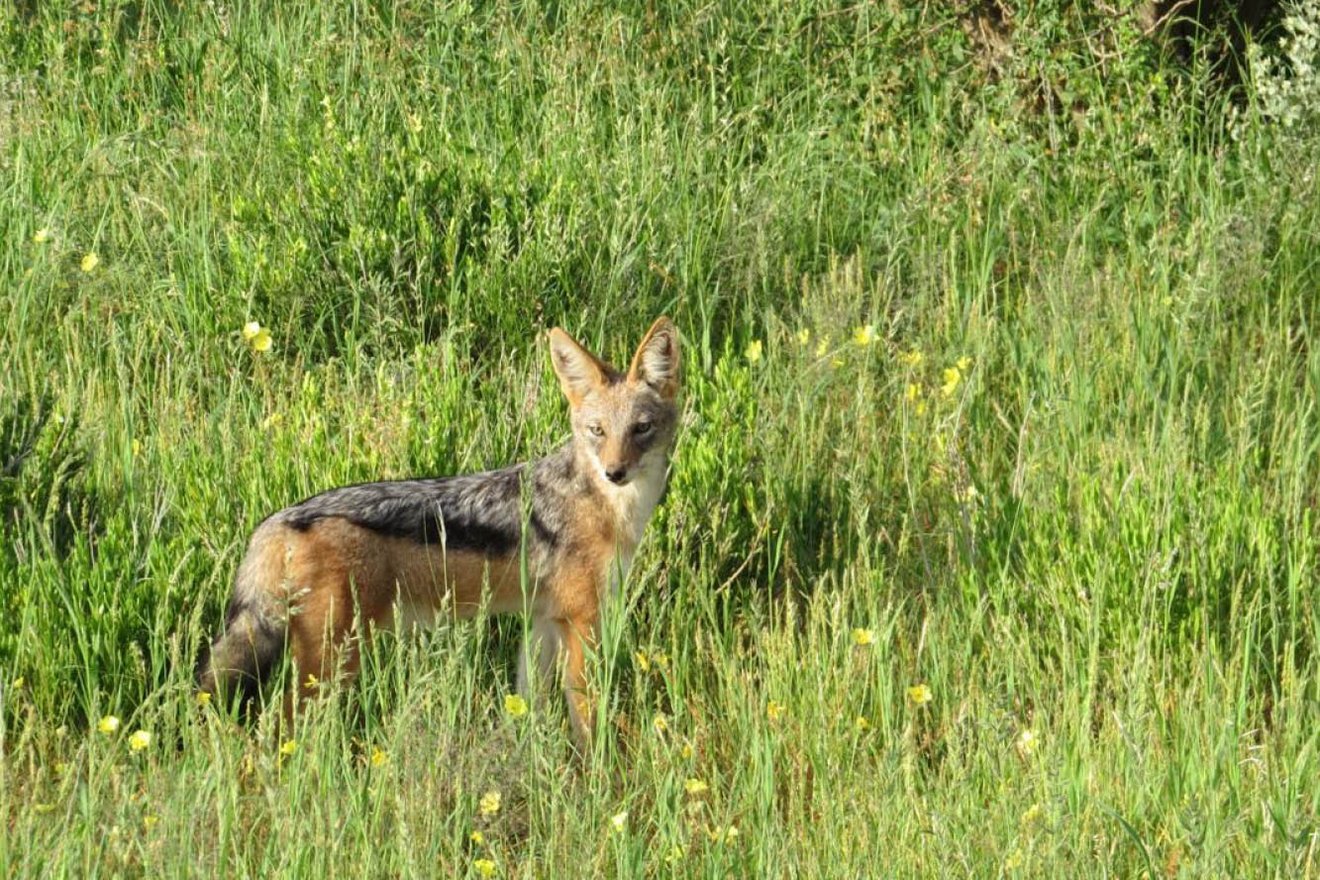 Kambaku-Wildlife-13