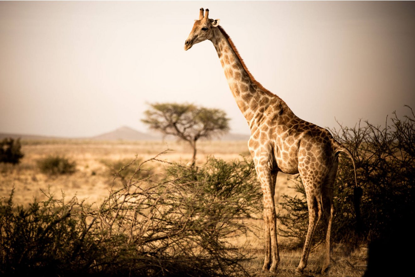 Giraffe