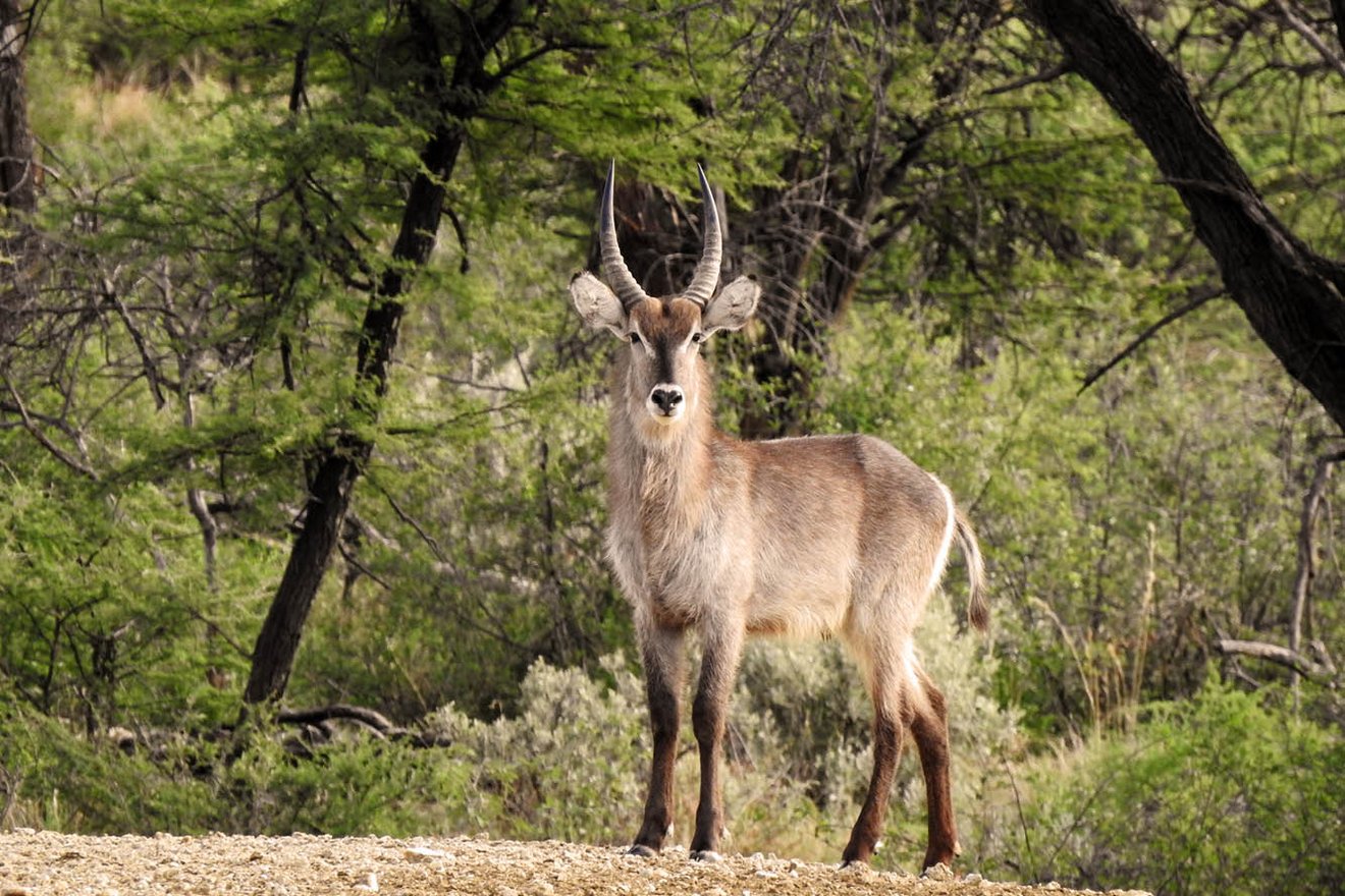 Kambaku-Wildlife-4