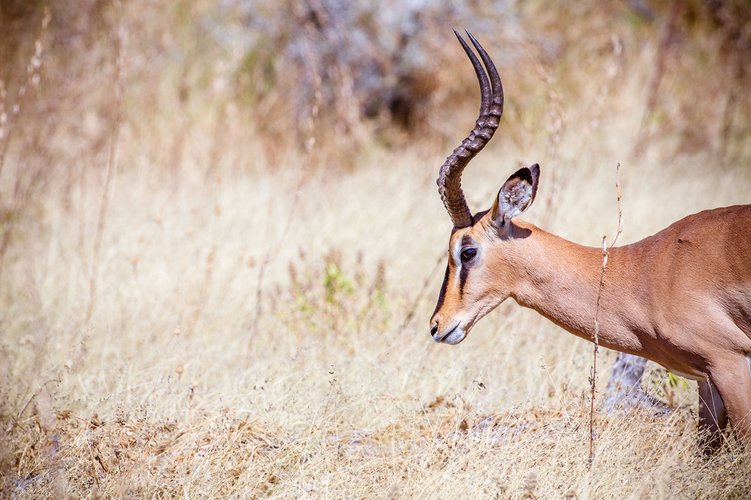Wildlife_Kambaku_Galerie_15
