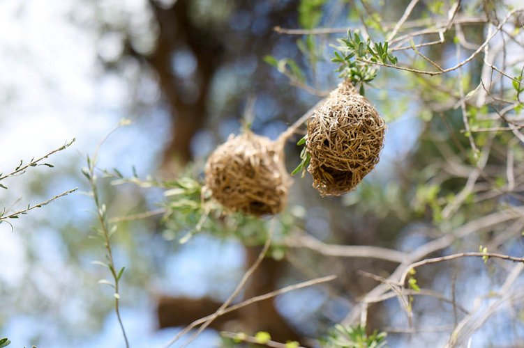 Kambaku-Yoga-Nest